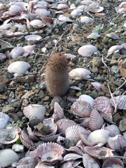 Mammillaria dioica dioica