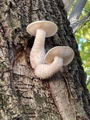 Hypsizygus