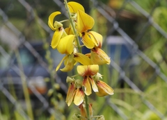 Crotalaria pallida