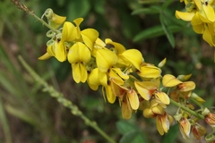 Crotalaria pallida