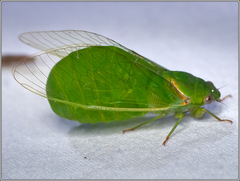 Glaucopsaltria viridis