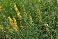 Crotalaria pallida