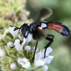 Cylindromyia intermedia