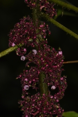 Urera baccifera