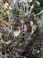 Vittadinia megacephala