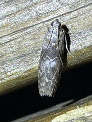 Sciota subcaesiella