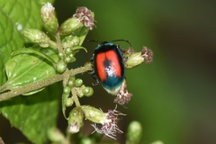 Aspicela bourcieri