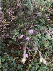 Vittadinia megacephala