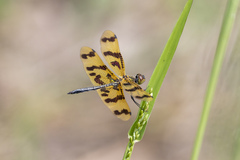 Rhyothemis graphiptera