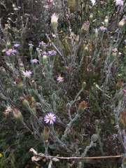 Vittadinia megacephala