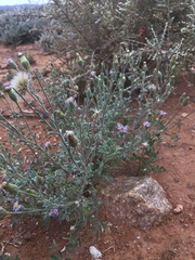 Vittadinia megacephala