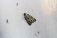 Acronicta lithospila