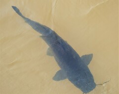 Steindachneridion melanodermatum