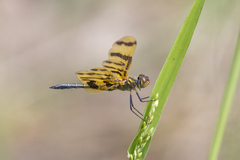 Rhyothemis graphiptera