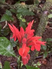 Aphelandra