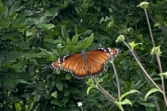 Danaus eresimus