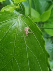 Eudiagogini