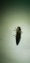 Agrilus macer