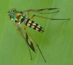 Austrosciapus