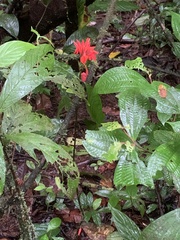 Aphelandra