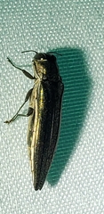 Agrilus macer