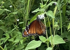 Danaus eresimus