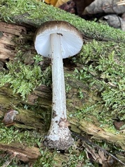 Pluteus hibbettii