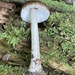 Pluteus hibbettii - Photo (c) SMSchnerre, some rights reserved (CC BY-NC), uploaded by SMSchnerre
