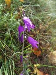 Campanula rapunculoides