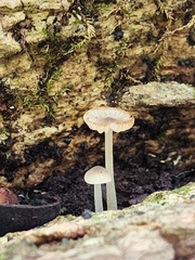 Phloeomana alba