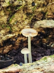 Phloeomana alba