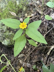 Melampodium divaricatum