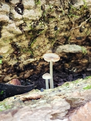 Phloeomana alba