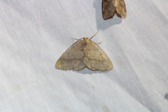 Lambdina pellucidaria