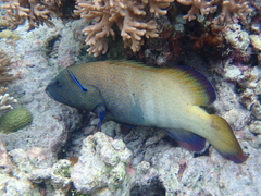 Cephalopholis argus