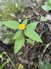 Melampodium divaricatum