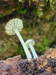 Phloeomana alba