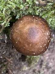 Pluteus hibbettii