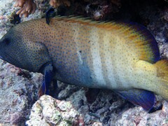 Cephalopholis argus
