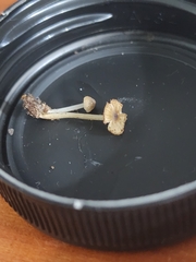 Phloeomana alba