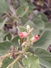 Jatropha canescens