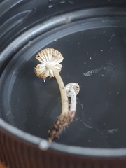 Phloeomana alba
