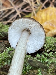 Pluteus hibbettii