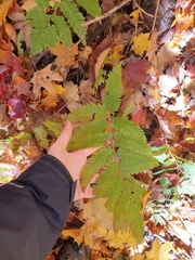 Dryopteris goldieana