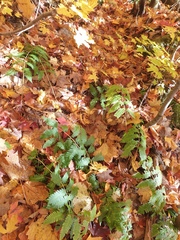 Dryopteris goldieana