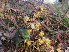 Erythrorchis cassythoides