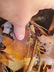 Dryopteris goldieana