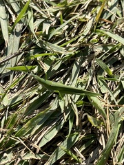 Atractomorpha sinensis