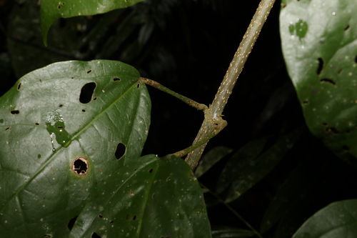 Image of Oxera splendida by (c) Greg Tasney, some rights reserved (CC BY-SA)