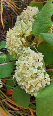Hydrangeaceae